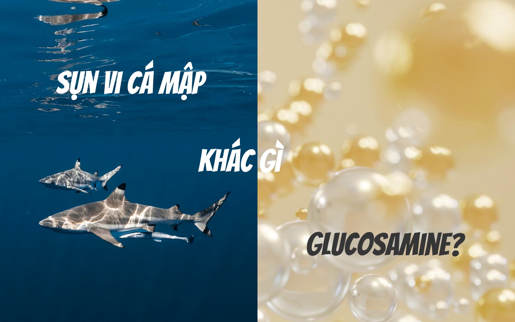 Sụn vi cá mập khác gì glucosamine?